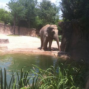 7/5/2013 - Asian Elephant