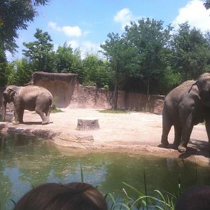 7/5/2013 - Elephant Habitat #1