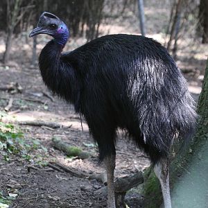 Heck's Cassowary (Casuarius bennetti hecki) June 2009