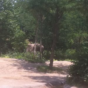 7/5/2013 - Elephant Through the Trees
