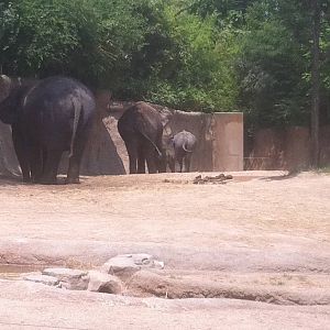 7/5/2013 - Asian Elephants