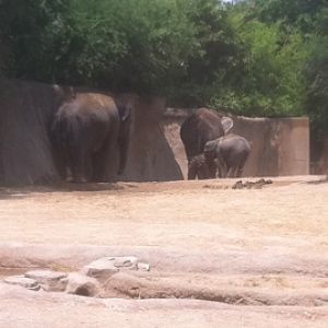 7/5/2013 - Asian Elephants
