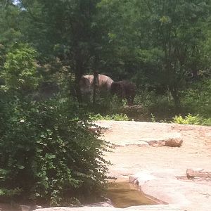 7/5/2013 - Elephants Through the Trees