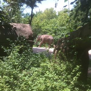 7/5/2013 - Asian Elephant