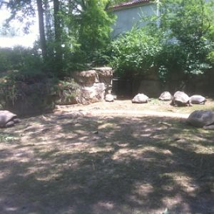 7/5/2013 - Tortoise Yard