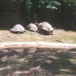 7/5/2013 - Tortoises