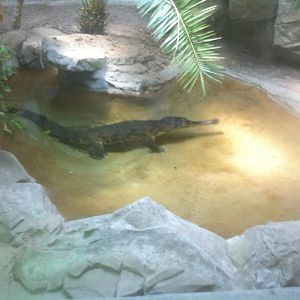 7/5/2013 - False Gharial