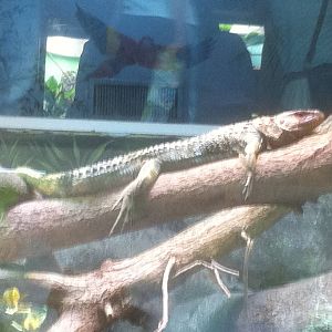 7/5/2013 - Caiman Lizard