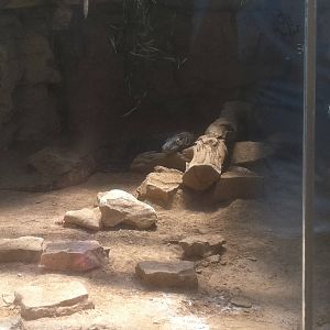 7/5/2013 - Komodo Dragon