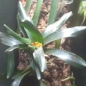 7/5/2013 - Panamanian Golden Frog