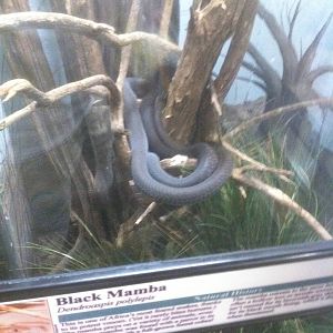 7/5/2013 - Black Mamba