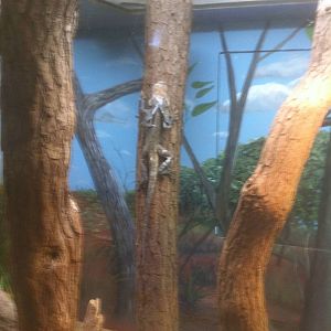 7/5/2013 - Frilled Lizard