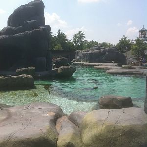 7/5/2013 - Sea Lion Sound - Above Water View