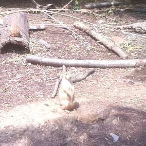 7/5/2013 - Prairie Dog