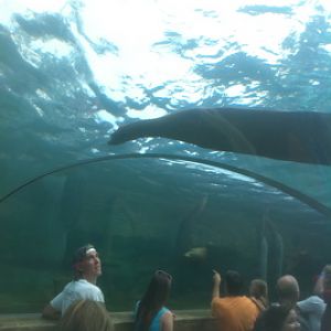7/5/2013 - Sea Lion Sound - Underwater Tunnel