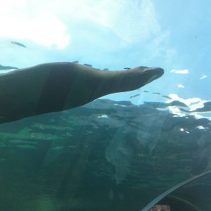 7/5/2013 - Sea Lion Sound - Underwater Tunnel