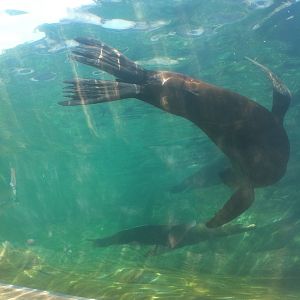 7/5/2013 - Sea Lion Sound - Underwater Tunnel