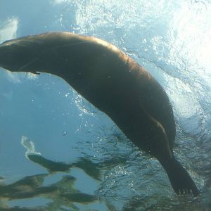 7/5/2013 - Swimming Right Above Me!