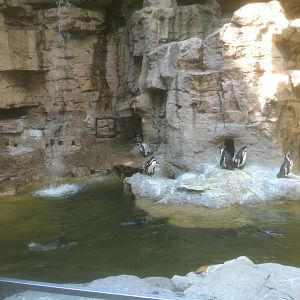 7/5/2013 - Humboldt Penguin Exhibit