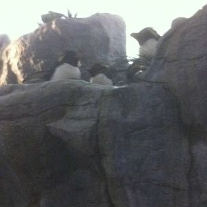 7/5/2013 - Rockhopper Penguins