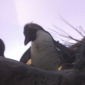 7/5/2013 - Rockhopper Up Close