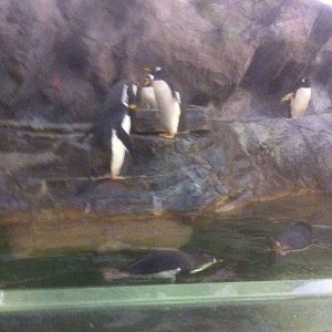 7/5/2013 - Gentoo Penguins