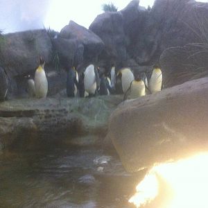 7/5/2013 - King Penguins