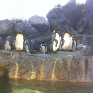 7/5/2013 - King Penguins