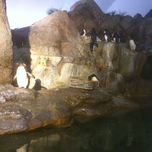 7/5/2013 - Penguin Habitat