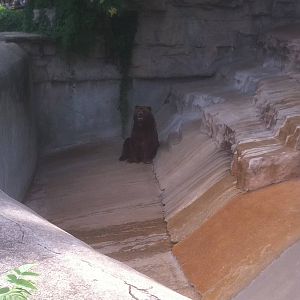 7/5/2013 - Grizzly Bear