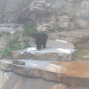 7/5/2013 - Spectacled Bear