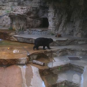 7/5/2013 - Spectacled Bear