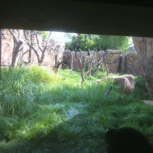 7/5/2013 - Chimpanzee Habitat