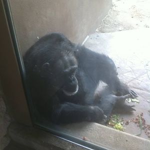 7/5/2013 - Chimpanzee