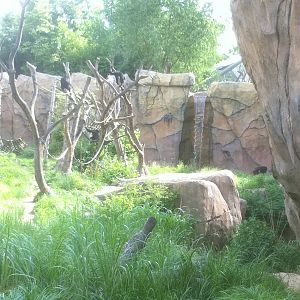 7/5/2013 - Part of the Chimpanzee Habitat