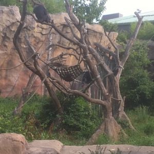 7/5/2013 - Chimps in the Trees