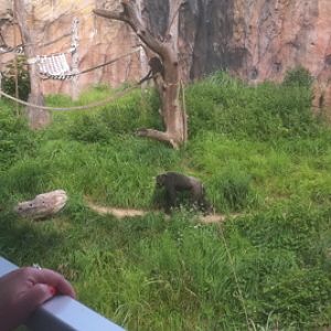 7/5/2013 - Chimpanzee