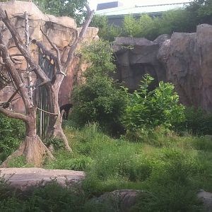 7/5/2013 - Part of the Chimpanzee Habitat
