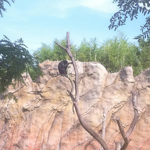 7/5/2013 - Chimp in the Tree