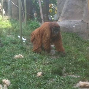 7/5/2013 - Orangutan