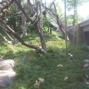 7/5/2013 - Orangutan Habitat