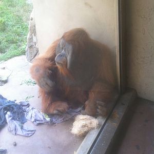 7/5/2013 - Orangutan