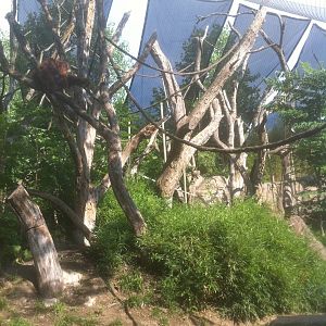 7/5/2013 - Orangutan Habitat