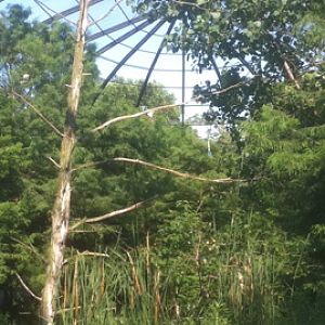 7/5/2013 - 1904 World Fair Aviary