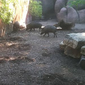 7/5/2013 - Visayan Warty Pigs