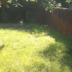 7/5/2013 - Sommering's Gazelles