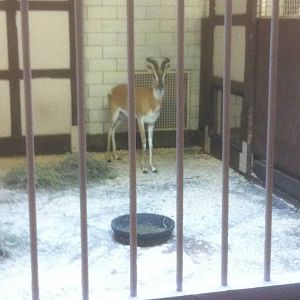 7/5/2013 - Antelope House - Sommering's Gazelle