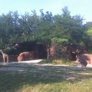 7/5/2013 - Giraffe and Ostrich Exhibit