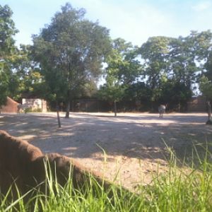 7/5/2013 -Grevy's Zebra Exhibit