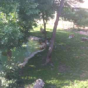 7/5/2013 - Amur Tiger Exhibit